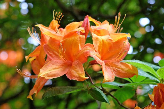 Bright orange Azalea Arneson Gem in flower.