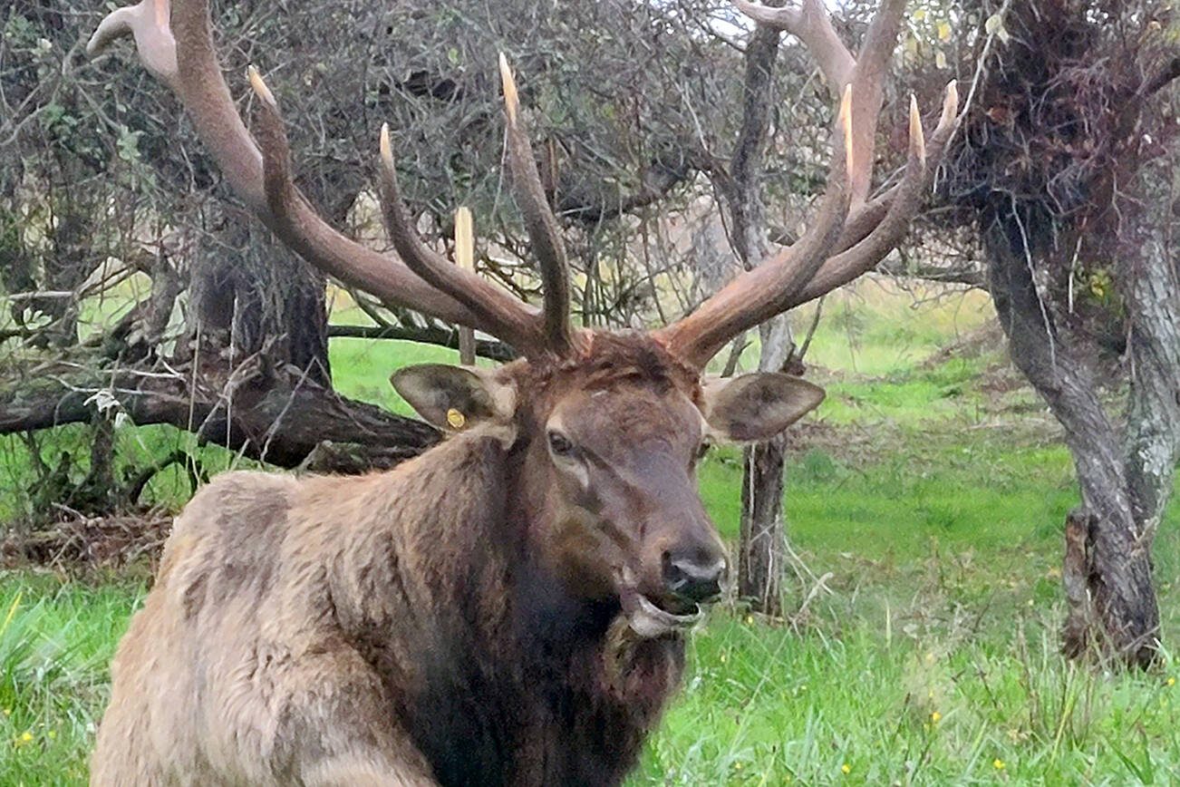 Bruiser, photographed here in November 2021, is Whidbey Island’s lone elk. Over the years he has gained quite the following. Fans were concerned for his welfare Wednesday when a rumor circulated social media about his supposed death. A confirmed sighting of him was made Wednesday evening after the false post. (Jay Londo )