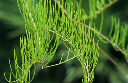 This unusual deciduous conifer has a slender, delicate habit that adds an air of grace to the garden. (Richie Steffen)