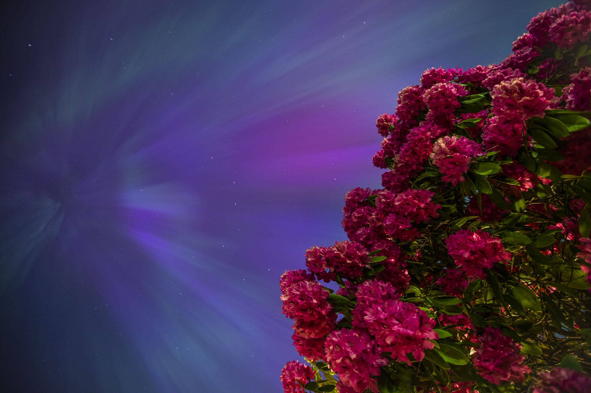 The aurora borealis moves above a rhododendron plant on Friday, May 10, 2024 in Everett, Washington. (Olivia Vanni / The Herald)