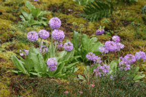 Primula denticulata is native to the Himalaya Mountains of Afghanistan, Pakistan, India, Nepal, Sikkim, Bhutan, Tibet, Burma, and China. The habitat is wet meadows from 5,000 feet to 14,500 feet. (Richie Steffen/Great Plant Picks)