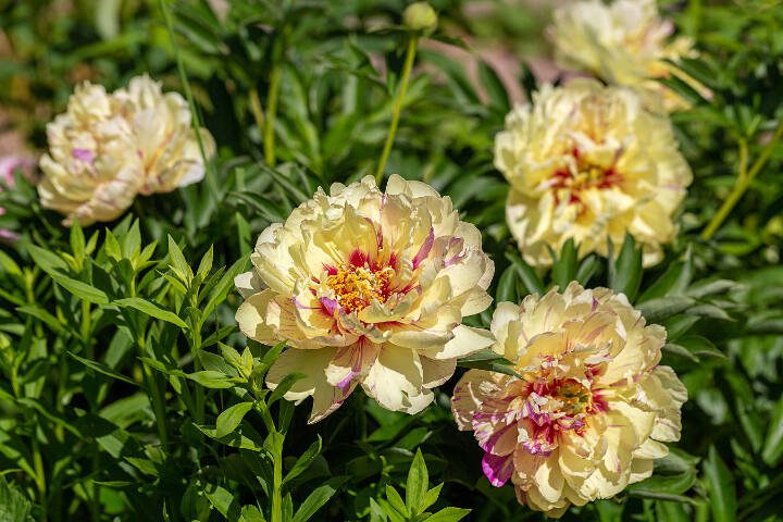 This Itoh peony is a variety called Lolliepop. (Getty Images)