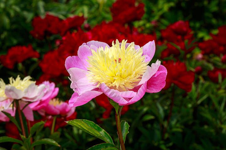 Itoh peonies come a wide range of vibrant colors. (Getty Images)
