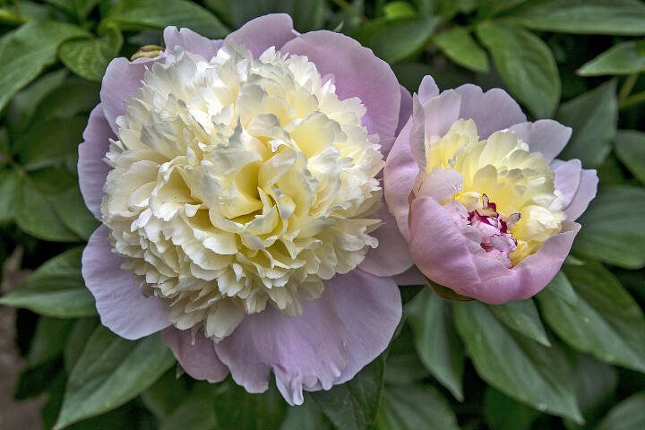 This Itoh peony sports pink, yellow and cream and tones. (Getty Images)
