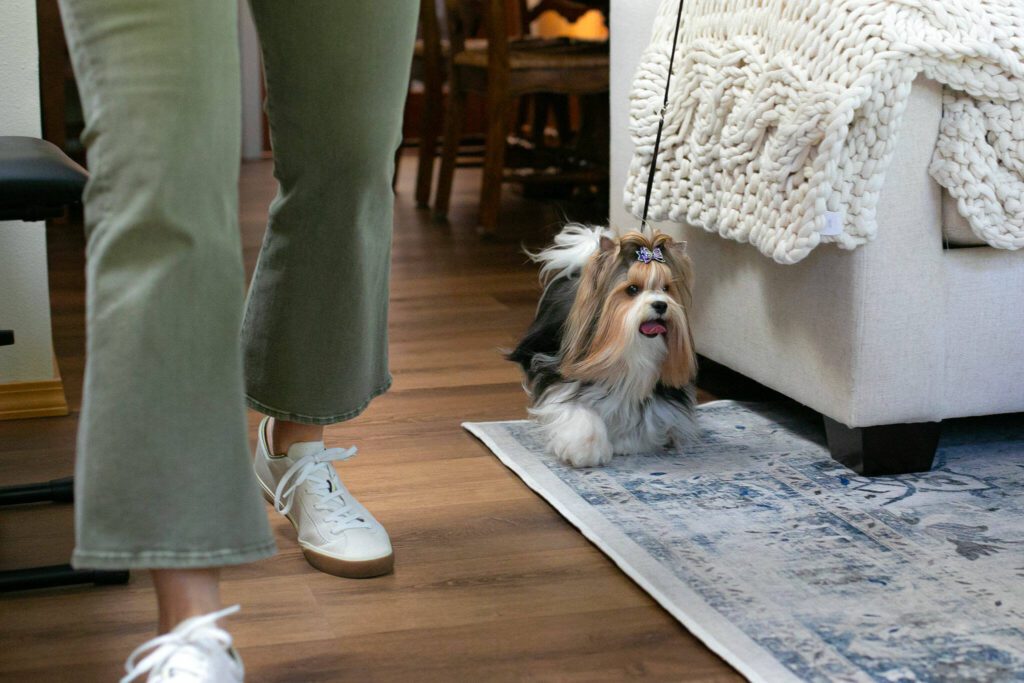 Kathy West walks Pippin the Biewer Terrier through their home on Monday, May 20, 2024, in Marysville, Washington. (Ryan Berry / The Herald)
