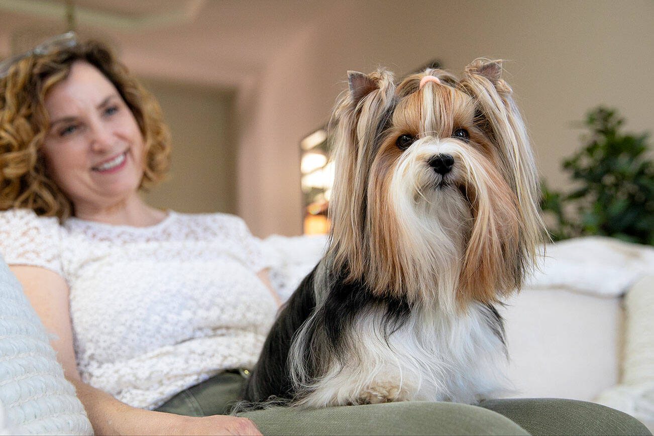 Pippin the Biewer Terrier sits in the lap of her owner Kathy West on Monday, May 20, 2024, at West’s home in Marysville, Washington. (Ryan Berry / The Herald)
