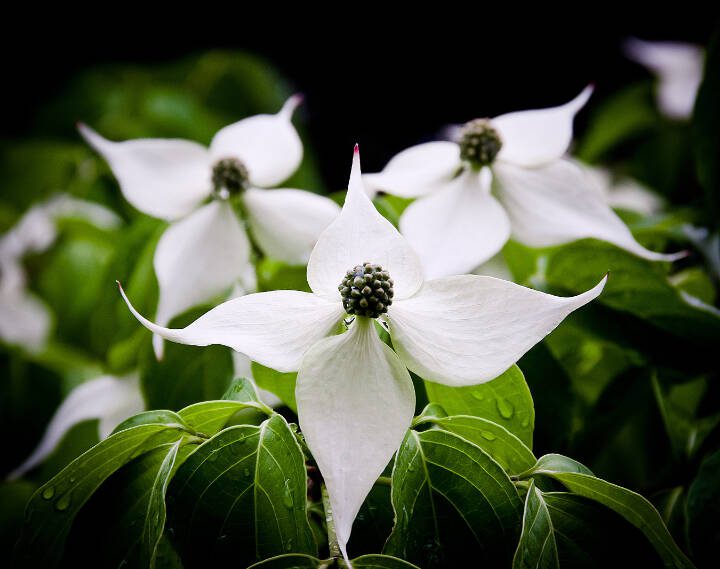 Korean dogwoods boast a more star-shaped flower, in either white or pink. (Getty Images)
