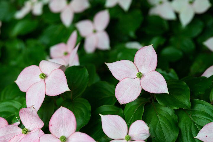 This Korean dogwood sports light pink flowers. (Getty Images)
