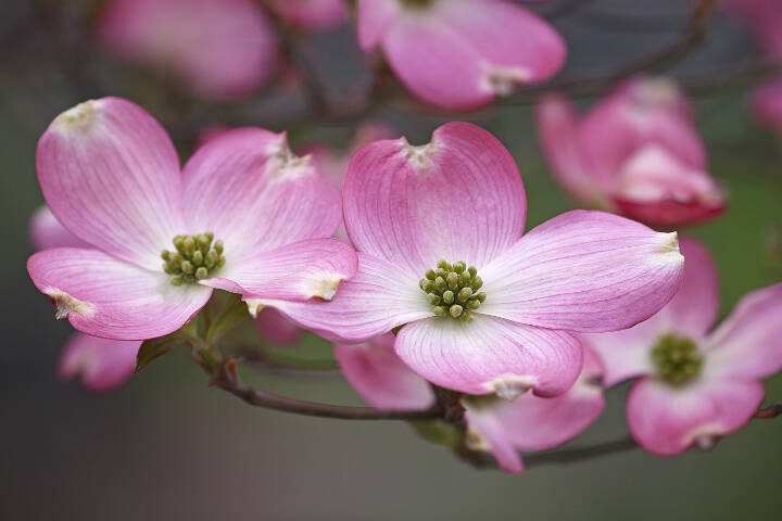 Bright pink flowers adorn this Eastern dogwood. (Getty Images)
