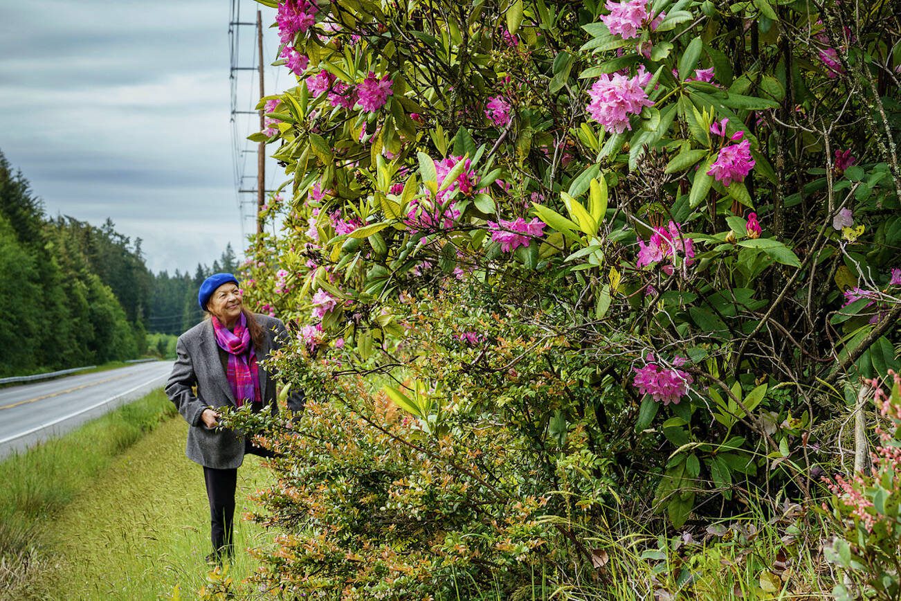 Greenbank resident Kristi O’Donnell admires a patch of rhododendrons at the side of Highway 525 that she helped save nearly 20 years ago. (Photo by David Welton)