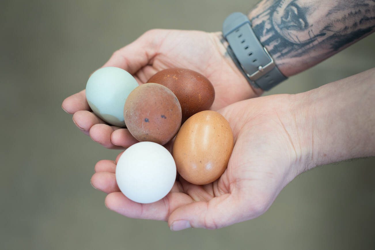 Eggs at Cackle Hatchery in Lebanon, Mo., Jan. 26, 2023. How long do eggs really last? Believe it or not: It’s longer than you think. (Neeta Satam/The New York Times)