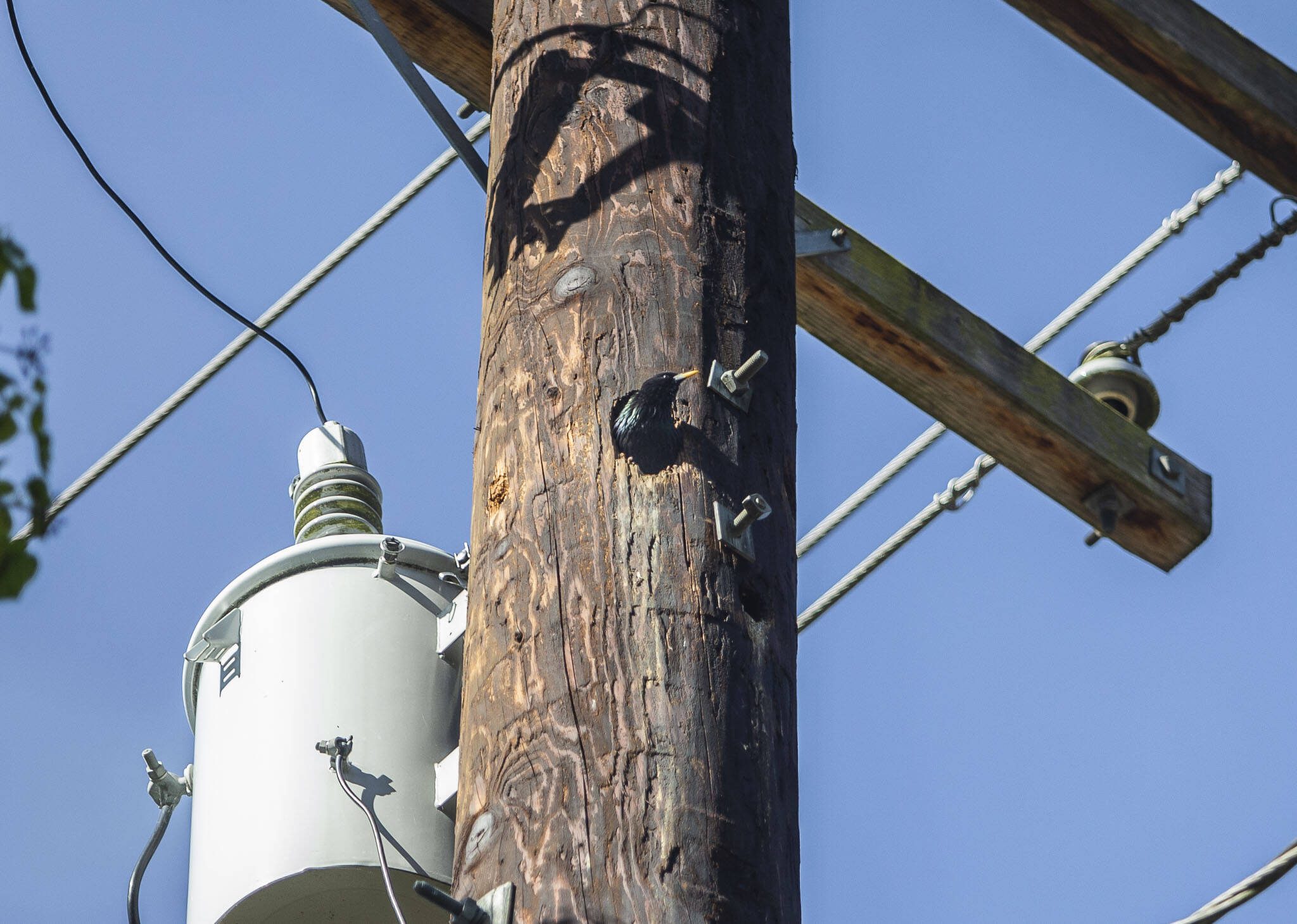 A starling occupies a hole in a power line pole along 103rd Avenue SE on Friday, May 31, 2024 in Lake Stevens, Washington. (Olivia Vanni / The Herald)