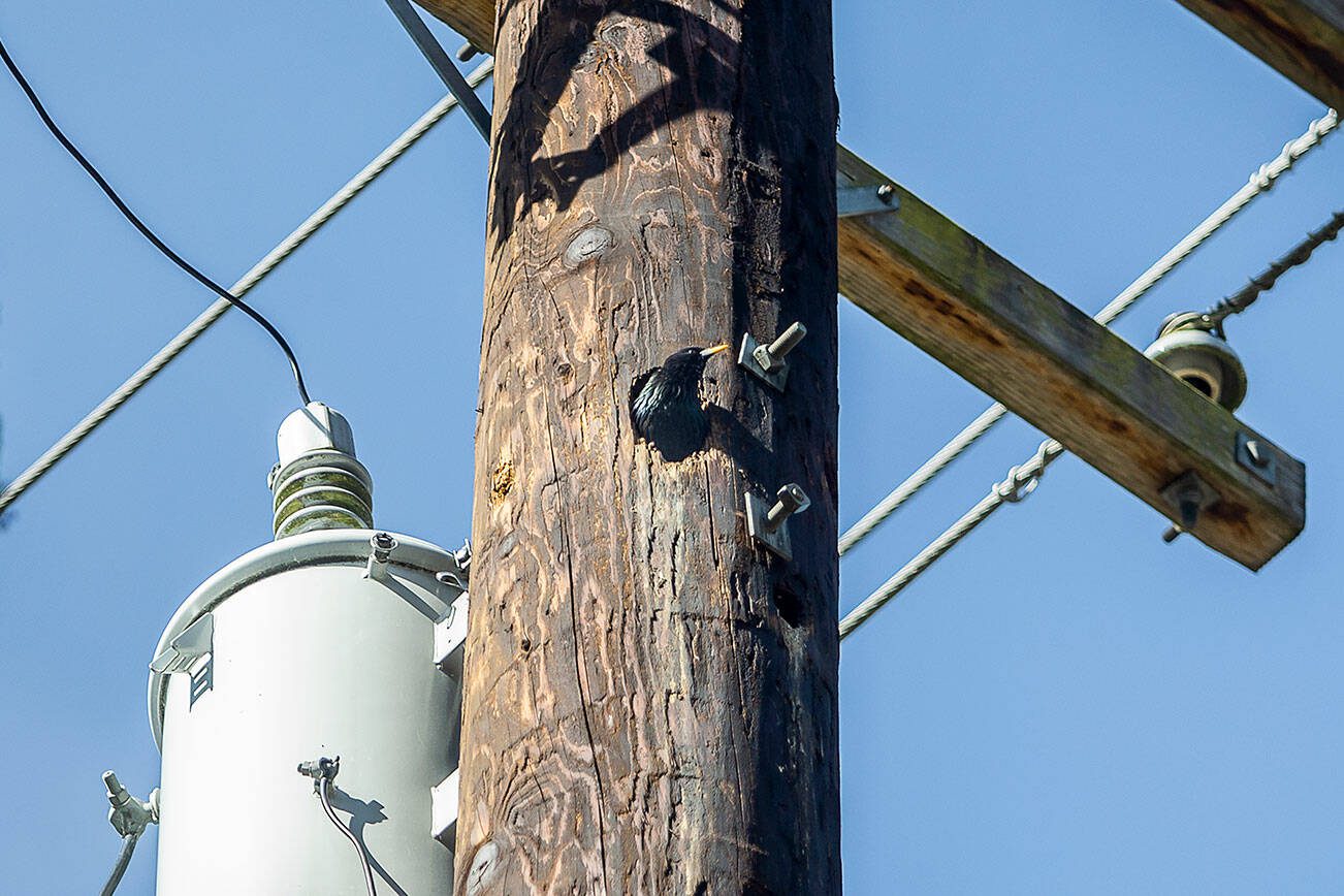 A starling occupies a hole in a power line pole along 103rd Avenue SE on Friday, May 31, 2024 in Lake Stevens, Washington. (Olivia Vanni / The Herald)