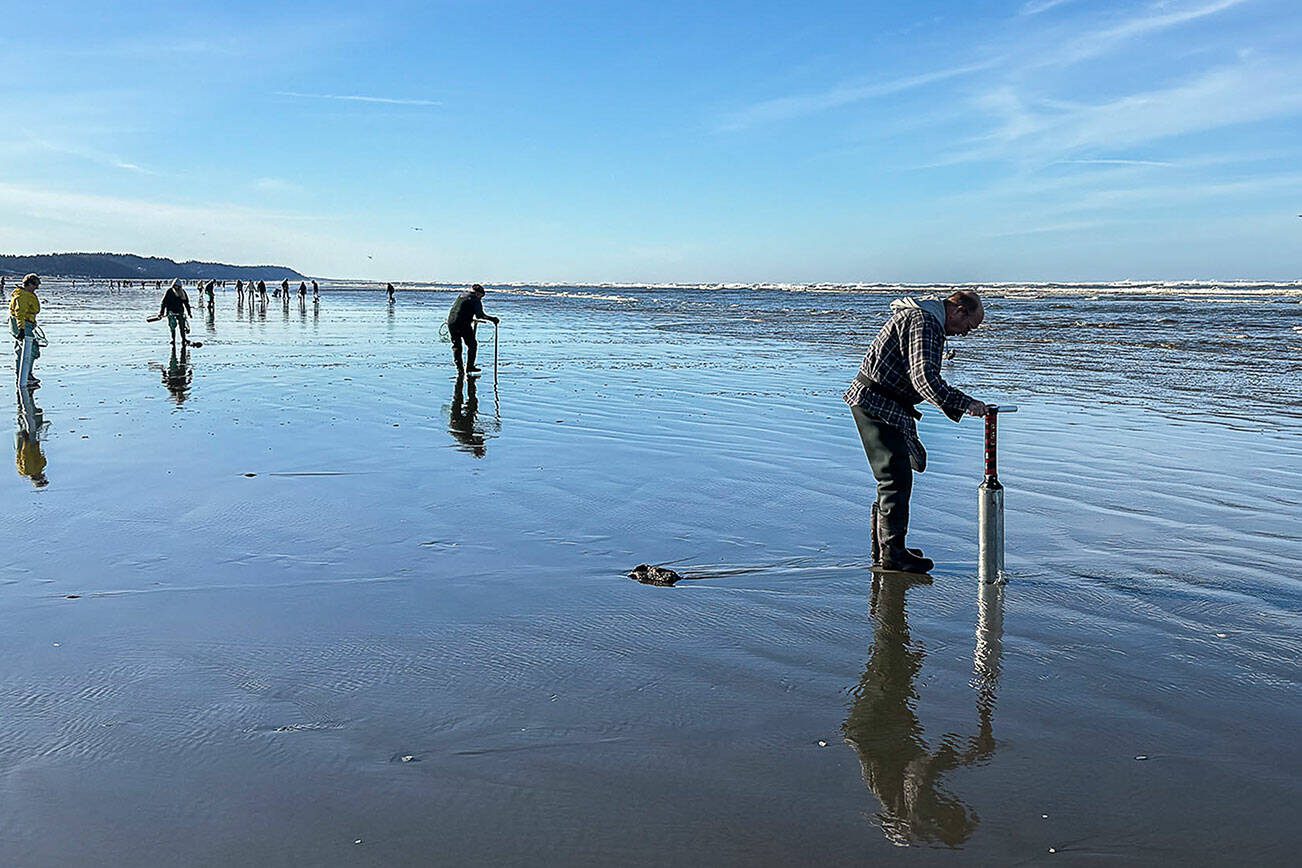 The best time to dig for razor clams is about two hours before or after low tide. On Thursday, March 14, 2024, Mocrocks Beach in Moclips, Washington, had a -0.3 tide at 10:12 a.m. By 9 a.m. the beach swarmed with clammers thumping their digging tubes against the sand to stir the razor clams into showing where they were hiding. (Brenda Mann Harrison / Special to Sound & Summit)