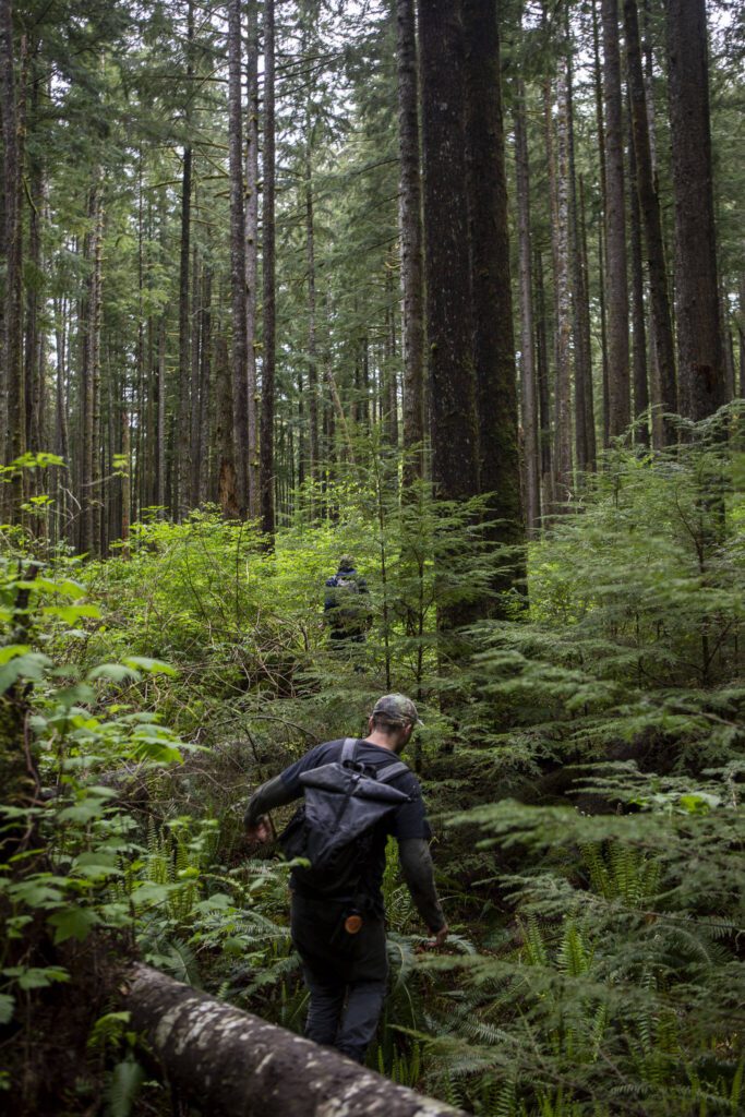 Kyle Krakow with the Legacy Forest Defense Coalition hikes through dense foliage and over logs at the Ridge Ender timber sale in Sultan, Washington on Thursday, May 23, 2024. (Annie Barker / The Herald) 
