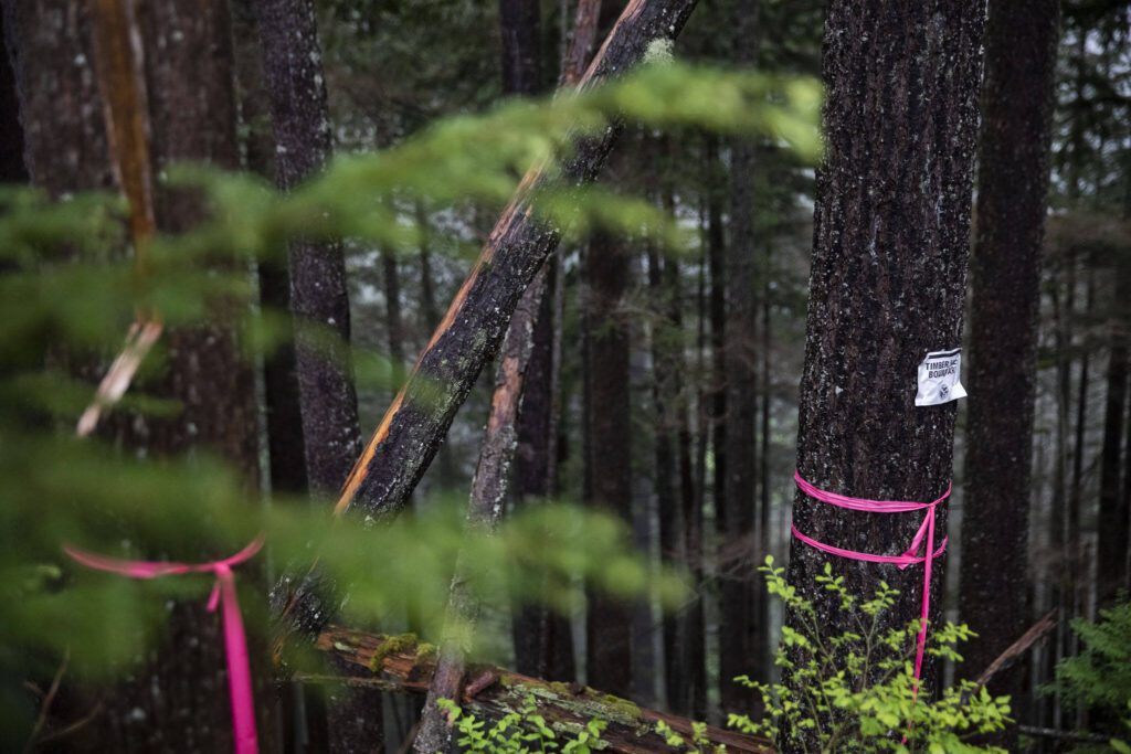 Pink markers and a small sign outline the Stilly Revisited timber sale boundaries on Wednesday, May 29, 2024 in Arlington, Washington. (Olivia Vanni / The Herald)
