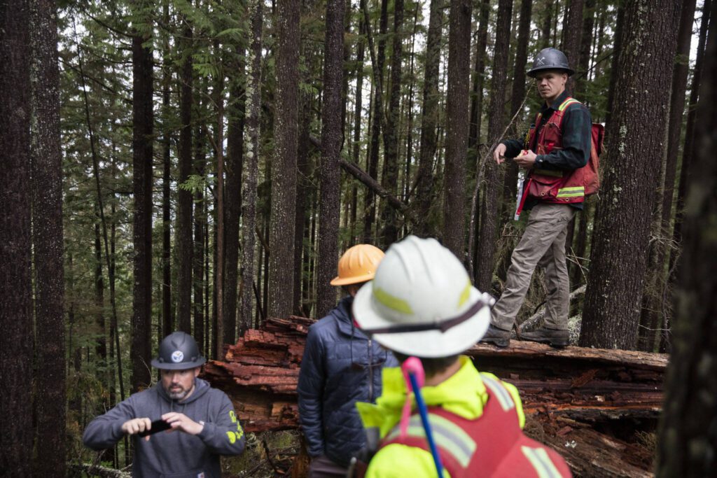 Bailey Vos, a pre-sales forester, stands on a fallen tree in the Stilly Revisited timber sale on Wednesday, May 29, 2024 in Arlington, Washington. (Olivia Vanni/ The Herald)
