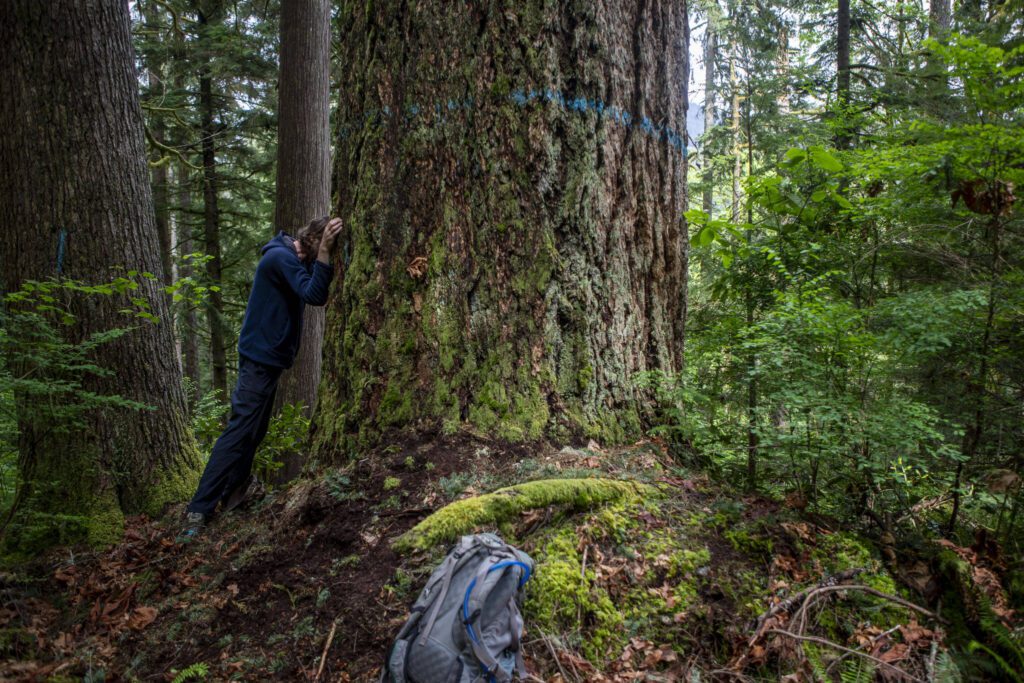 Jim Oliver holds an old growth tree near the Ridge Ender timber sale in Sultan, Washington on Thursday, May 23, 2024. (Annie Barker / The Herald)
