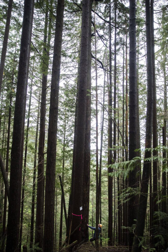 Padraic Callahan looks up at an old growth tree located near the Stilly Revisited timber sale on Wednesday, May 29, 2024 in Arlington, Washington. (Olivia Vanni / The Herald)
