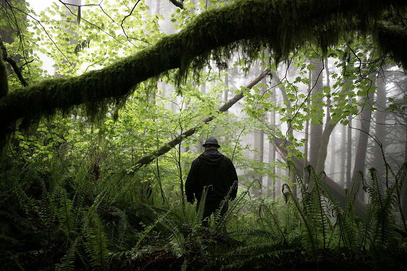 Mark Arneson, Department of Natural Resources cascade district manager, walks through a portion of the Stilly Revisited timber sale on Wednesday, May 29, 2024 in Arlington, Washington. (Olivia Vanni / The Herald)