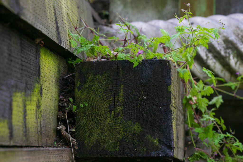 Plants grow out of an aging beam on bridge 503 over Swamp Creek bridge along Locust Way on Wednesday, May 15, 2024, in Lynnwood, Washington. (Ryan Berry / The Herald)
