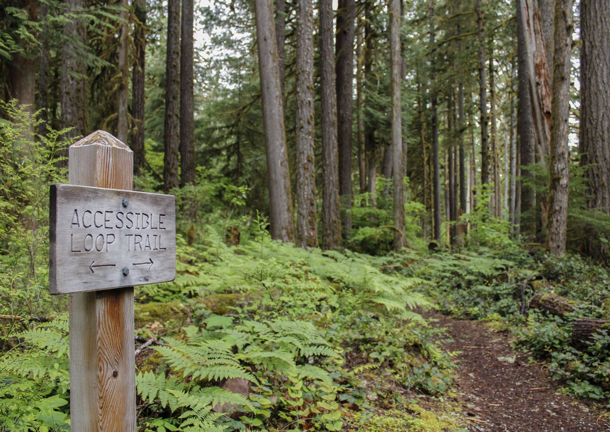The access loop trail on the Old Sauk Trail on Monday, May 27, 2024 in Darrington, Washington. (Ta’Leah Van Sistine / The Herald)