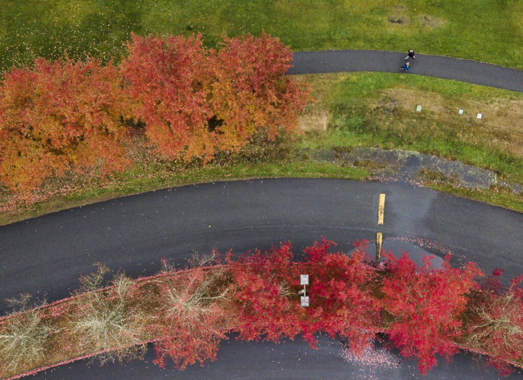 People walk around McCollum Pioneer Park surrounded by trees at different stages of shedding their leaves for fall on Monday, Oct. 31, 2022 in Everett, Washington. (Olivia Vanni / The Herald)
