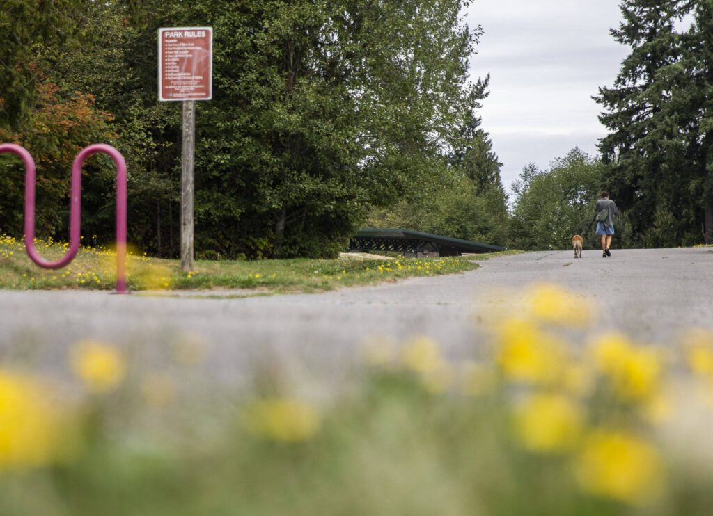 A girl walks her dog along a path lined with dandelions at Willis D. Tucker Community Park on Monday, Sept. 11, 2023, in Snohomish, Washington. (Olivia Vanni / The Herald)
