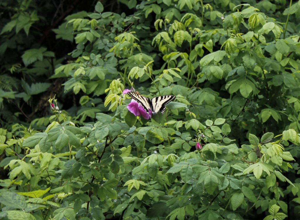A Western Tiger Swallowtail Butterly on a flower along the Whitehorse Trail on Monday, May 27, 2024 in Darrington, Washington. (Ta’Leah Van Sistine / The Herald)
