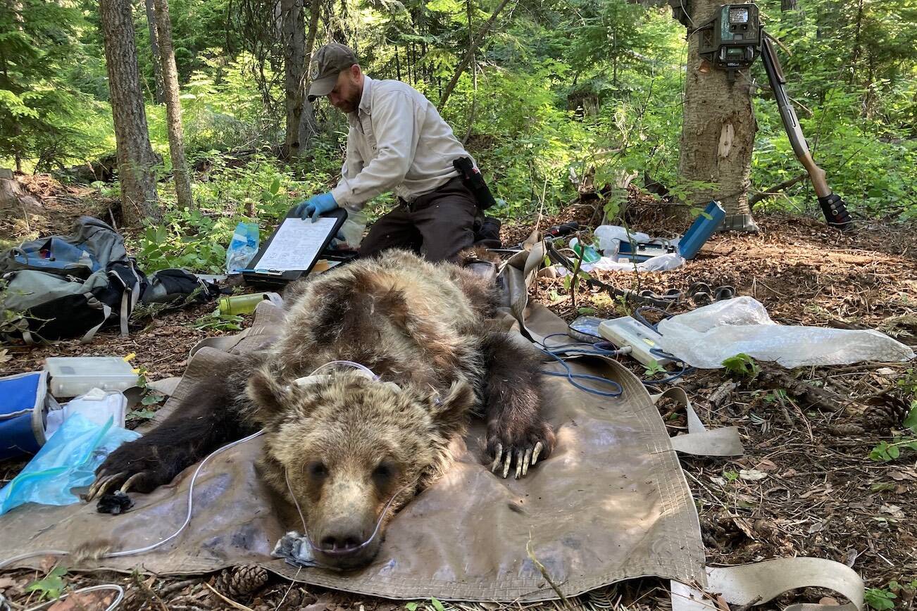 U.S. Fish and Wildlife staff place a radio collar on a Grizzly Bear in the Cabinet-Yaak ecosystem. (U.S. Fish and Wildlife / Wayne Kasworm)