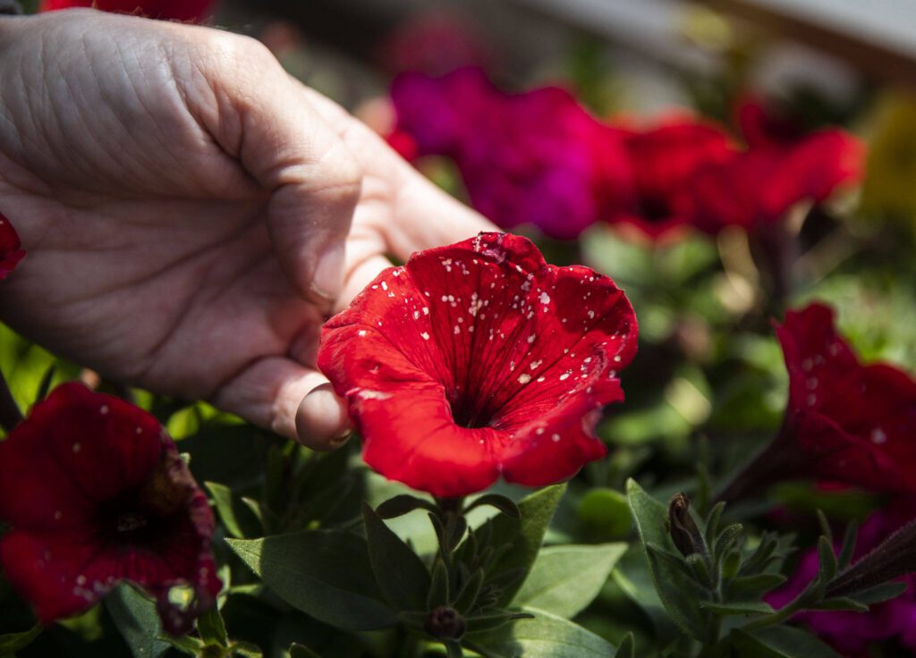 Gray mold spots are visible on red petunias on Friday, May 31, 2024, in Edmonds, Washington. (Olivia Vanni / The Herald)
