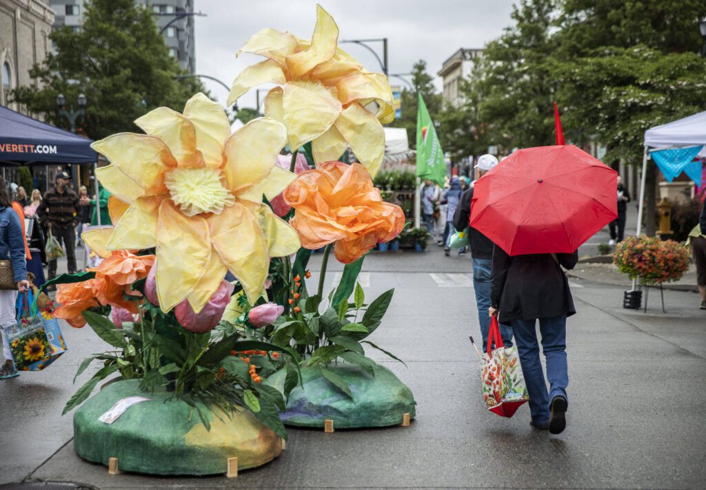 A person with a red umbrella walks past large flower art installations during the first day of Sorticulture on Friday, June 9, 2023 in Everett, Washington. (Olivia Vanni / The Herald)
