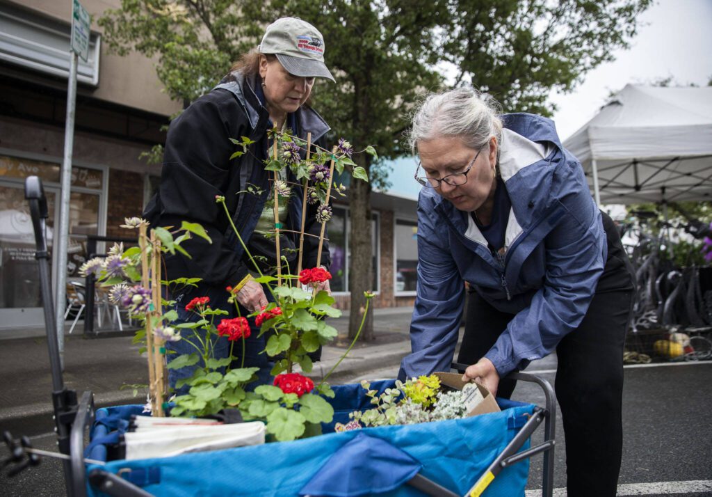 Kay Franklin, left, helps Rosemary Cooper fit all of her plant into her wagon during the first day of Sorticulture on Friday, June 9, 2023 in Everett, Washington. (Olivia Vanni / The Herald)
