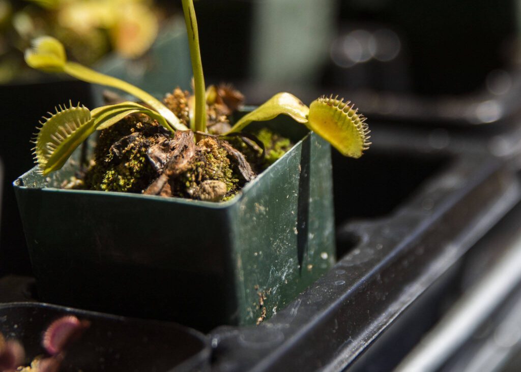 The sun illuminates a Venus fly trap during Sorticulture on Friday, June 7, 2024, in Everett, Washington. (Olivia Vanni / The Herald)
