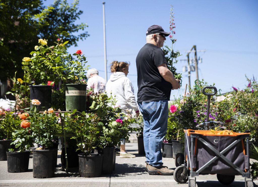 A man waits in line with a plant at the Antique Rose Farm nursery during Sorticulture on Friday, June 7, 2024, in Everett, Washington. (Olivia Vanni / The Herald)
