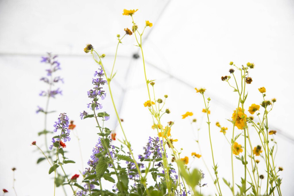 Colorful flowers available at Alpine Gardens during Sorticulture on Friday, June 7, 2024, in Everett, Washington. (Olivia Vanni / The Herald)
