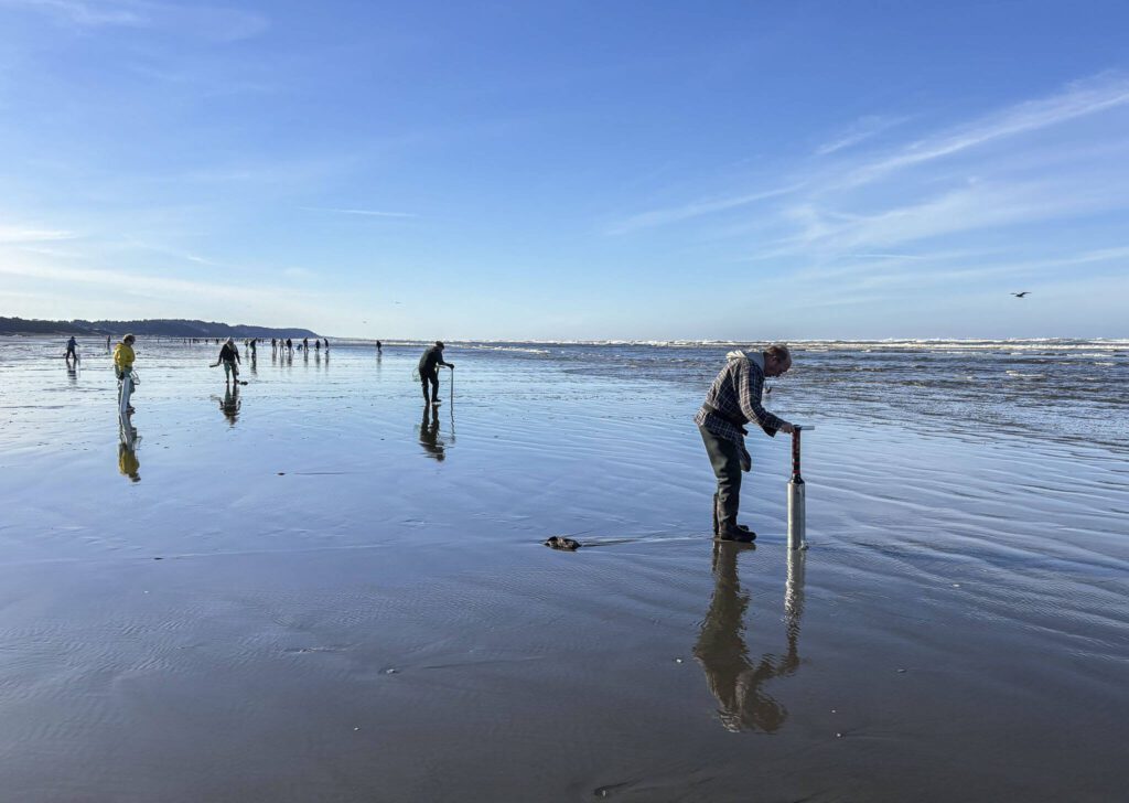 The best time to dig for razor clams is about two hours before or after low tide. On March 14, Mocrocks Beach in Moclips, Washington, had a -0.3 tide at 10:12 a.m. By 9 a.m. the beach swarmed with clammers thumping their digging tubes against the sand to stir the razor clams into showing where they were hiding. (Brenda Mann Harrison / Special to The Herald)
