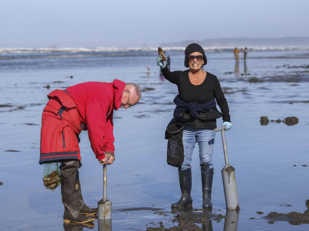 Providenza Simpson celebrates catching a mossback – a large razor clam – on Mocrocks Beach in Moclips, Washington, shortly after low tide on March 14 while Joe Simpson uses a clam gun to dig for another one. The Simpsons came from Tacoma, a drive they have made many times before during razor clam season. (Brenda Mann Harrison / Special to The Herald)
