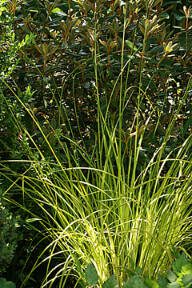 Carex elata aurea is a clump-forming, grass-like sedge with bright golden-yellow and green-margined foliage. (Richie Steffen)