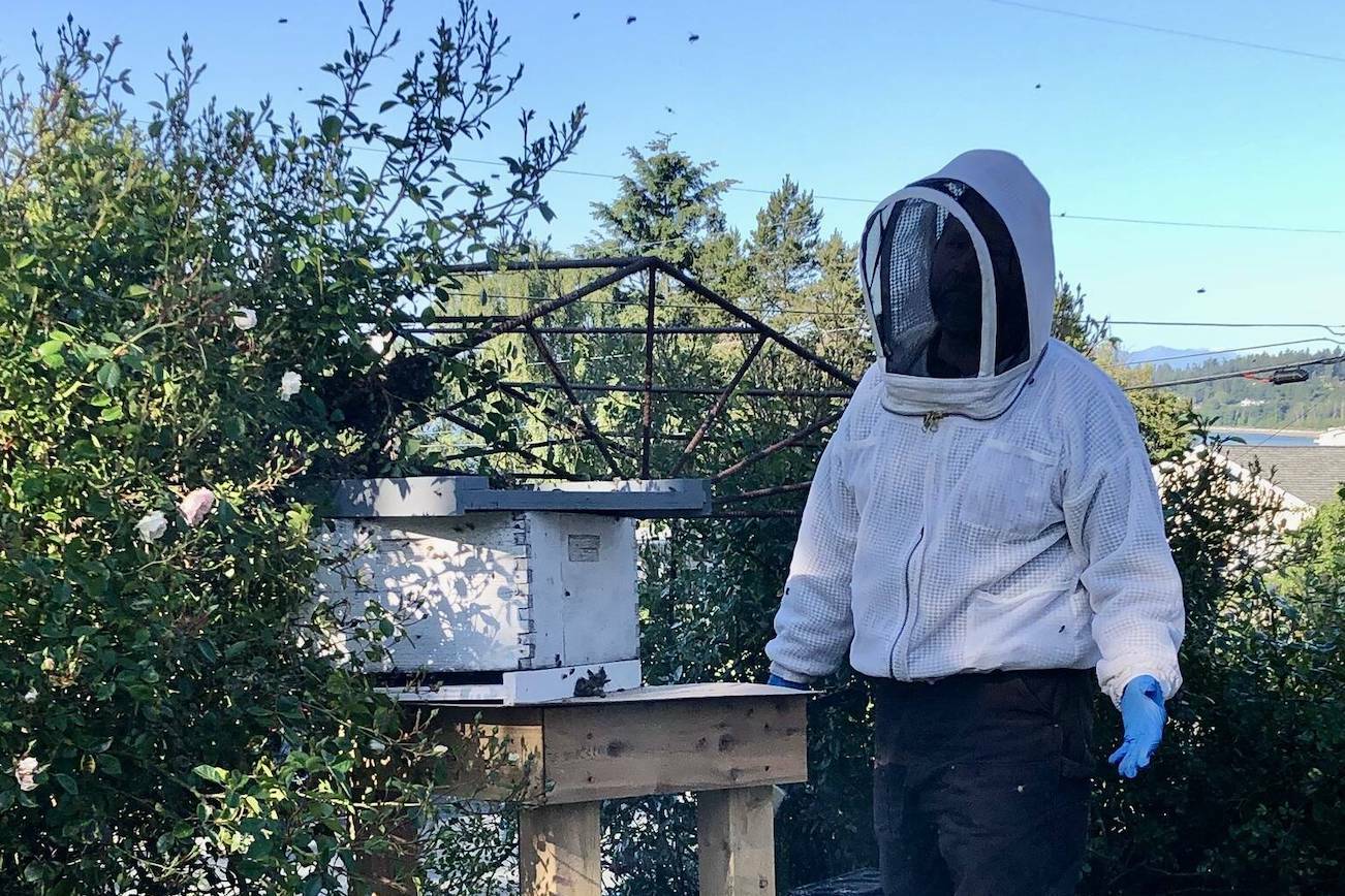 Coupeville Beekeeper Bruce Eckholm collects a swarm of bees in Oak Harbor (Photo courtesy of Gary Gillespie)