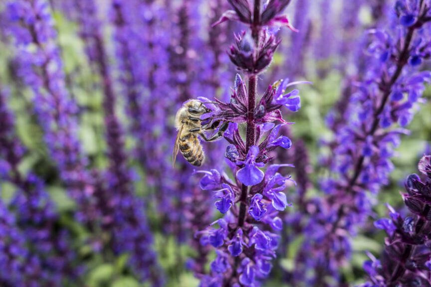 A bee visits catmint flowers. (Getty Images)
