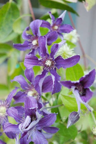 A profusion of royal purple flowers burst forth from this non-vining clematis in early summer. (Great Plant Picks)