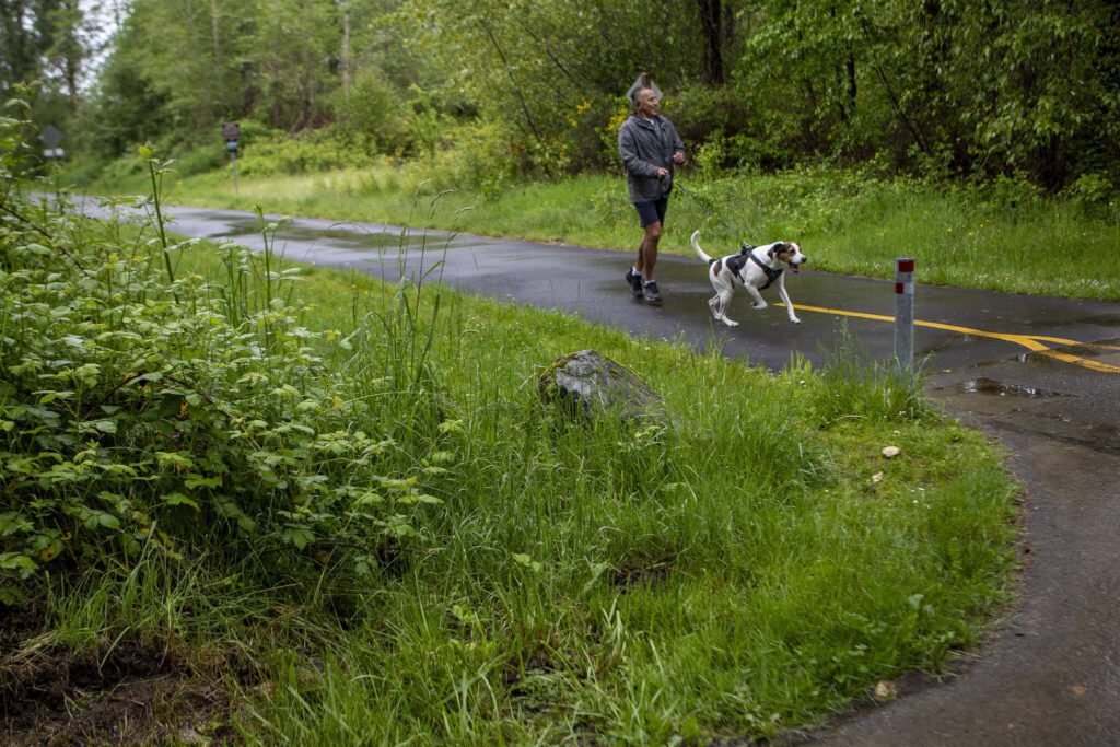 A person walks their dog at the Centennial Trail Rhododendron Trailhead in Lake Stevens, Washington on Sunday, May 19, 2024. (Annie Barker / The Herald)
