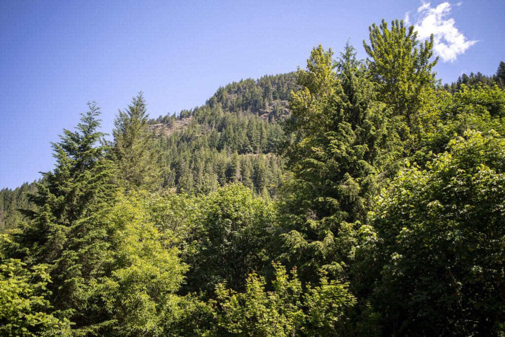 Mountains near Sauk River Estates on Thursday, June 20, 2024 in Concrete, Washington. A community called Sauk River Estates has a very steep slope above it. There is a DNR-approved timber sale that borders the estate properties, yet they were not consulted about the sale before approval. The community has already appealed the sale and has hired their own geologist to conduct a slope stability report at the site. (Annie Barker / The Herald)
