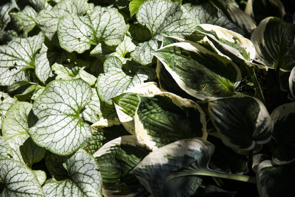 Hostas peek out of the shade on Tuesday, July 2, 2024 in Mukilteo, Washington. (Olivia Vanni / The Herald)
