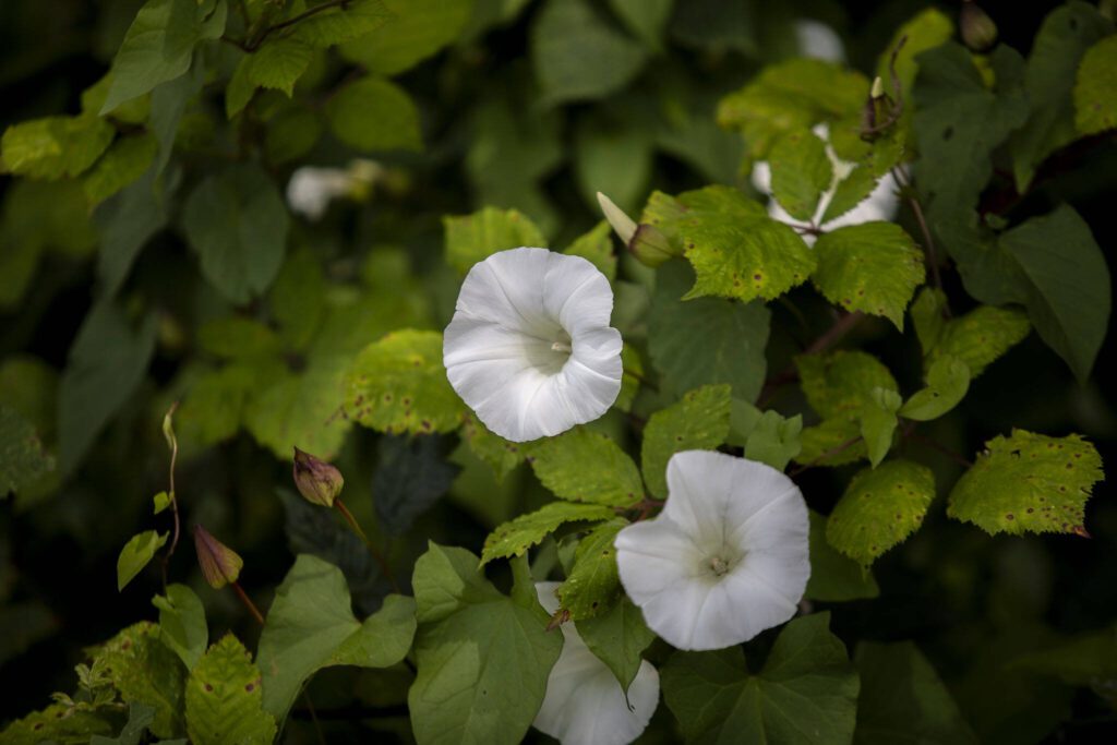 Flowers bloom at Spencer Island Park on Saturday, June 29, 2024 in Everett, Washington. (Annie Barker / The Herald)
