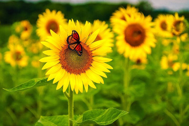 A Monarch butterfly rests on a helianthus flower. (Getty Images)
