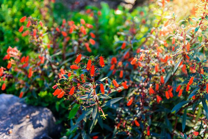 This zauschneria sports bright orange trumpet flowers. (Getty Images)

