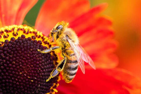 A close up macro portrait of a honey bee sitting on a helenium moerheim or mariachi flower collecting pollen to bring back to its hive. The useful insect is searching the entire red flower.