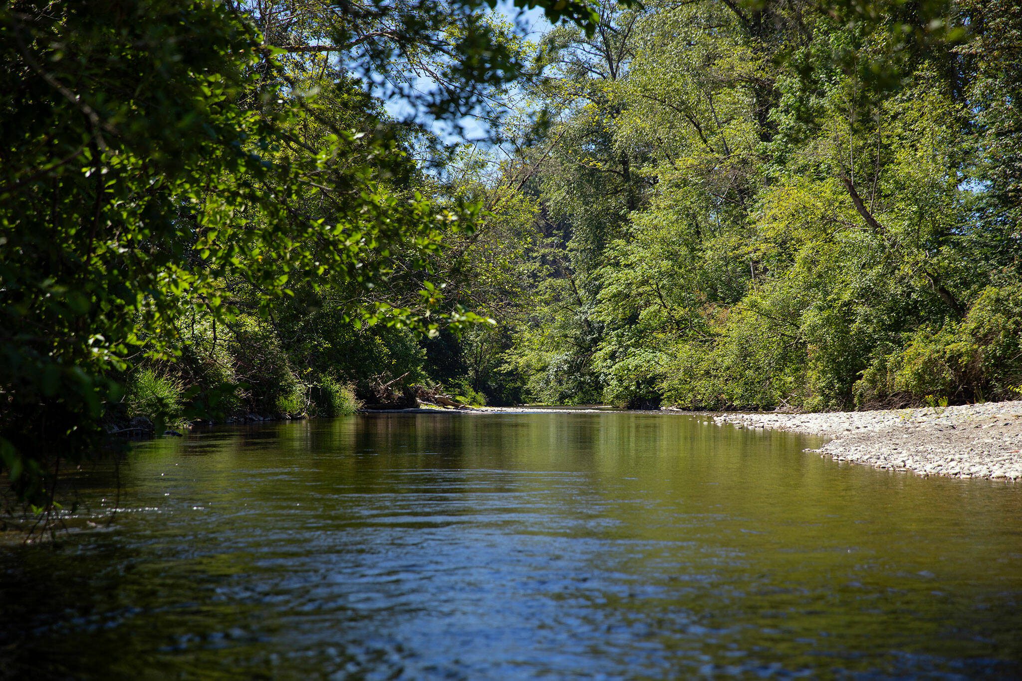 The Pilchuck River flows a few miles downstream from the location of a fish habitat restoration project along SR 92 on Friday, July 5, 2024, near Lake Stevens, Washington. (Ryan Berry / The Herald)